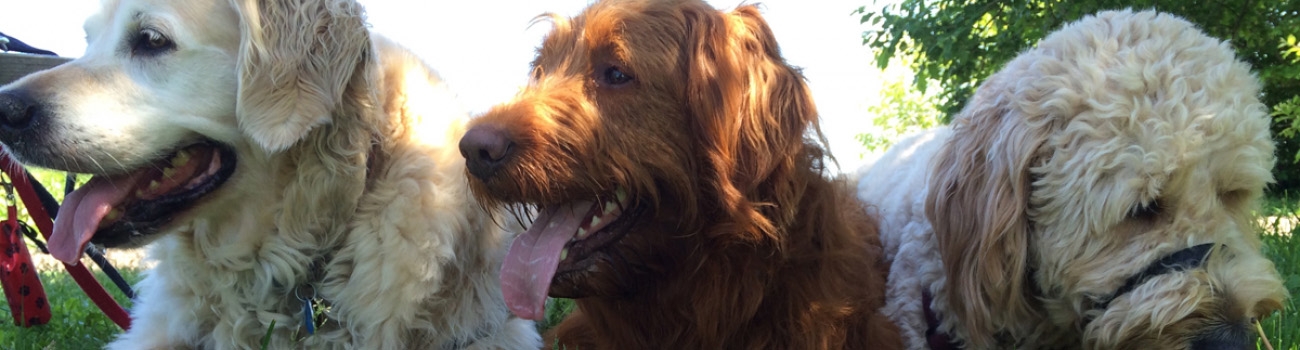 dogs-banner-home dogs-banner-home